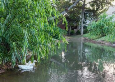 Bringing the Outdoors In: Biophilic Architecture at Great Oaks